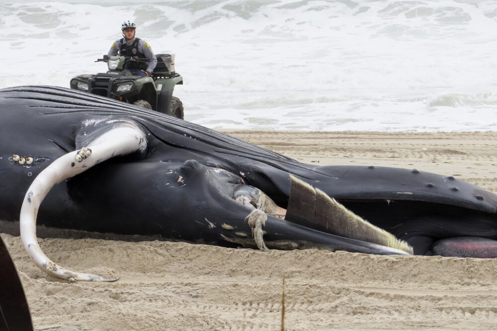 A police officer in Seaside Park N.J. rides a beach buggy near a dead whale on the beach on March 2, 2023. (Wayne Parry/AP Photo)